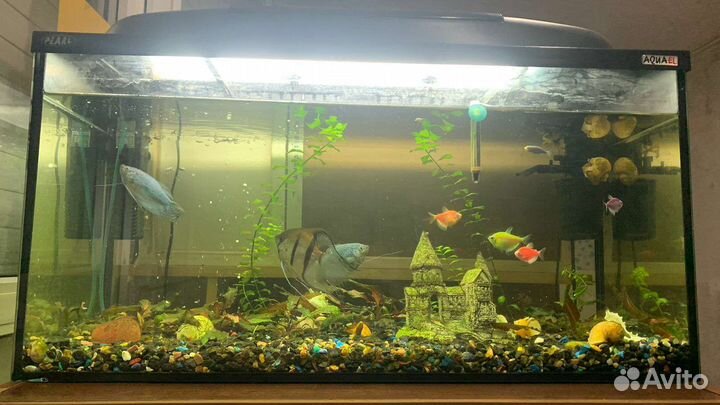 Аквариум с рыбками