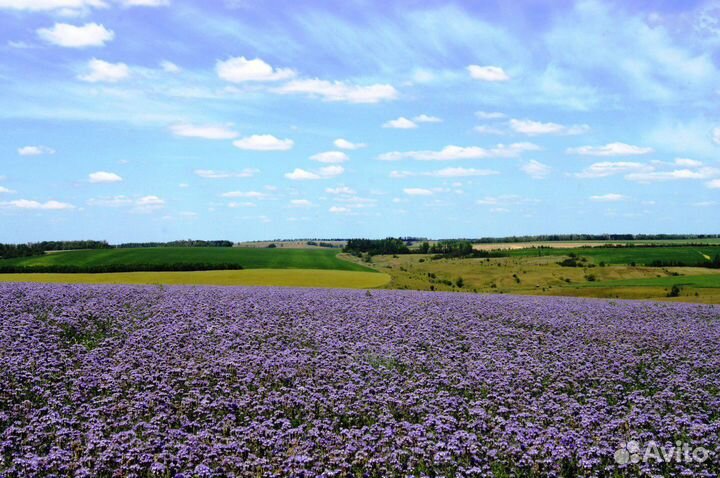 Семена фацелии