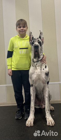 Дрессировка собак