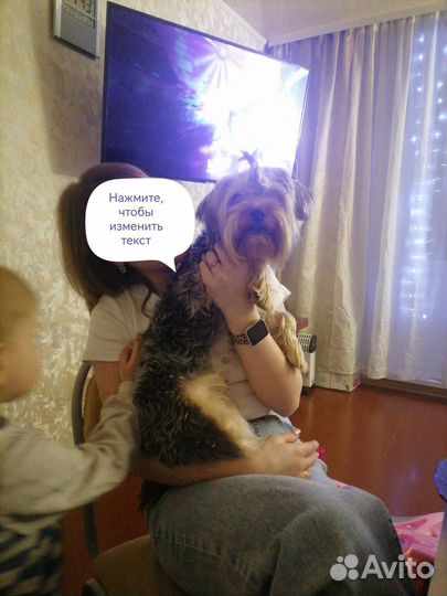 Йоркширский терьер