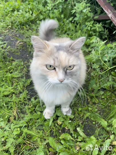 Кошка Муся