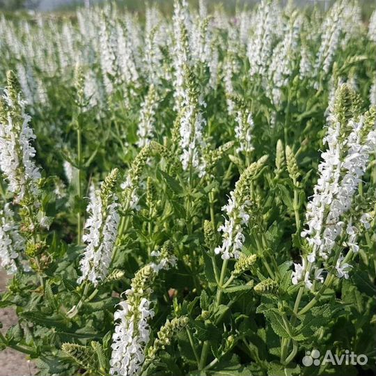 Шалфей, котовник и дубровник