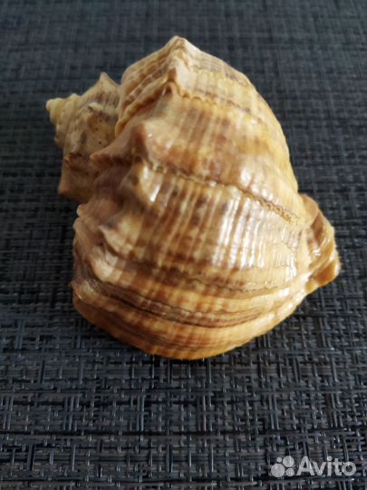 Раковина морская набор 2 шт