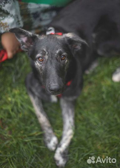 Собака в добрые руки. Дружелюбный Айрон ищет дом