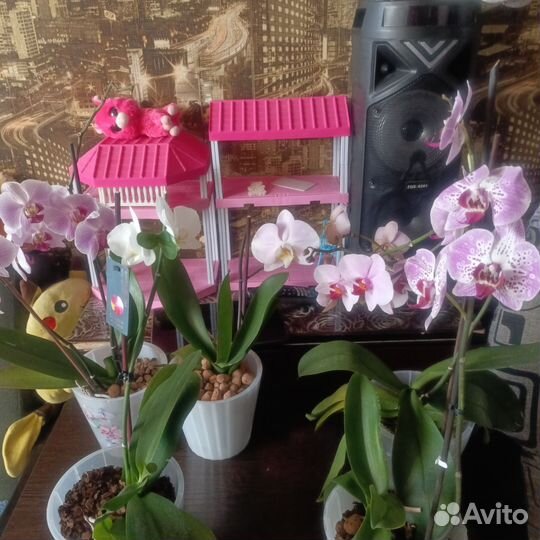 Дендробиум, фаленопсис