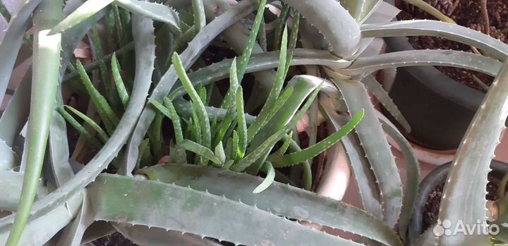 Алоэ вера растение