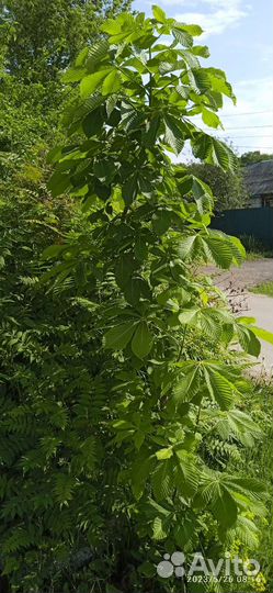 Саженцы каштана