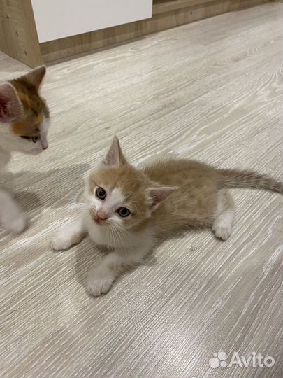 Котята в добрые руки даром