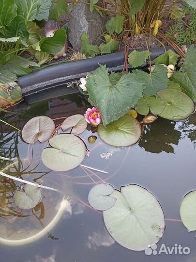 Нимфеи для пруда