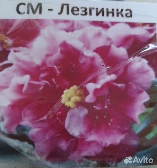 Сортовая фиалка Лезгинка