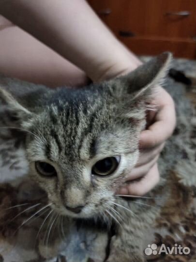 Кошка в дар