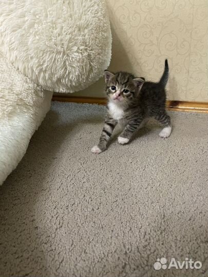 Котята ищут дом