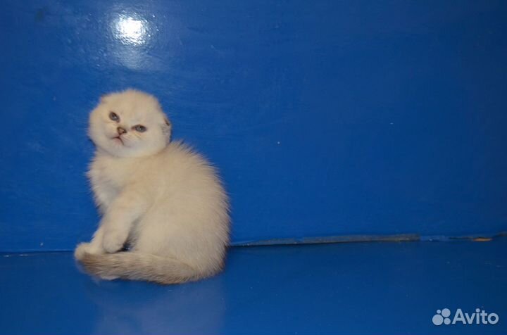 Супер фолд кошечка линкс