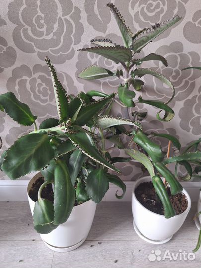 Комнатные цветы каланхоэ