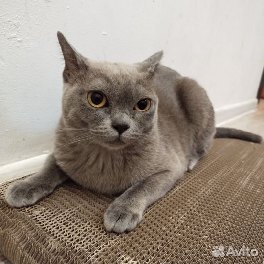 Бурманская кошка