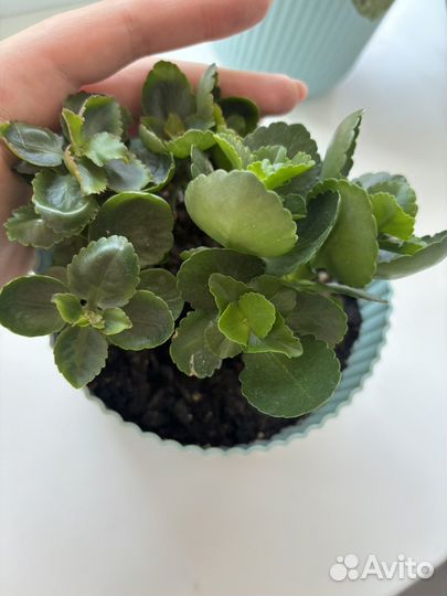 Каланхоэ цветущий