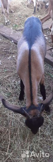 Козочка 3.5 месяца