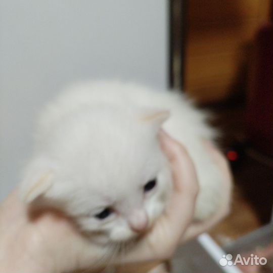 Котята мальчики