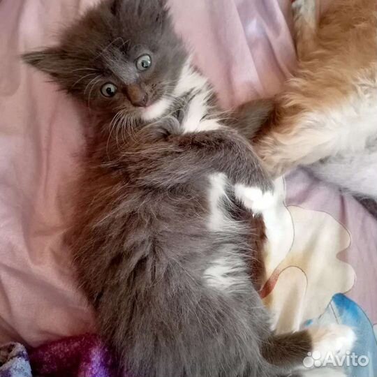 Кошки в добрые руки