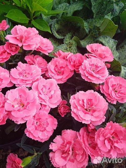 Гвоздика гибридная