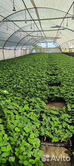 Рассада клубники азия