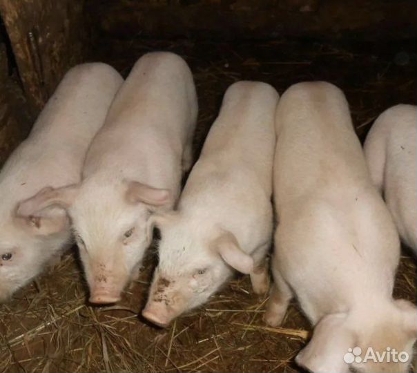 Поросята русская белая+дюрок