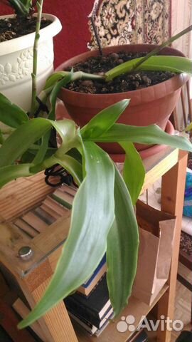 Золотой ус цветок