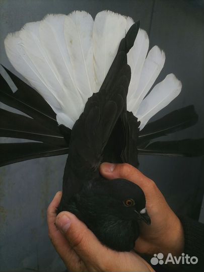 Продам голубей (бабочки)