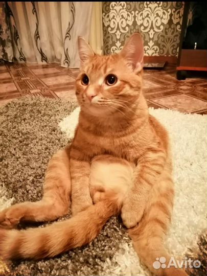Котик