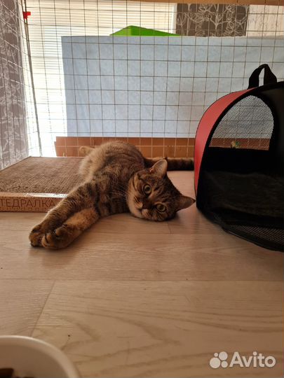 Гостиница для животных Nano-Dog