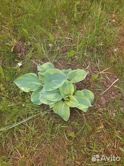 Хоста растение