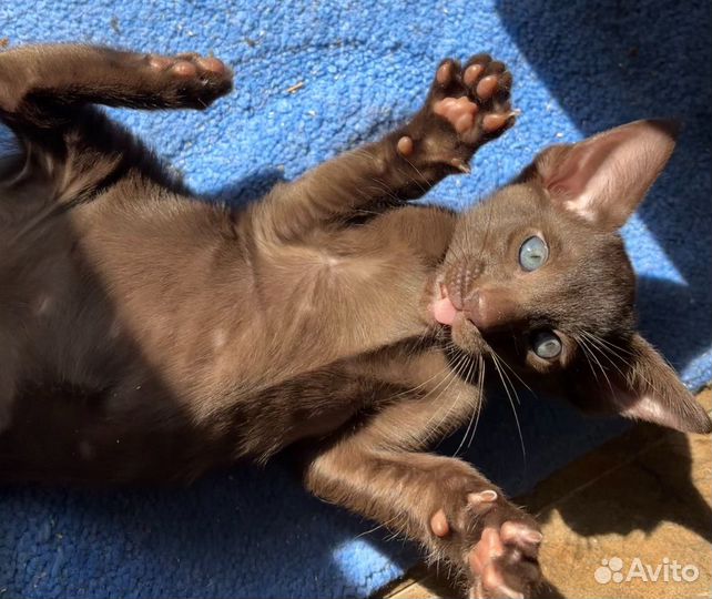 Котенок ориентальный