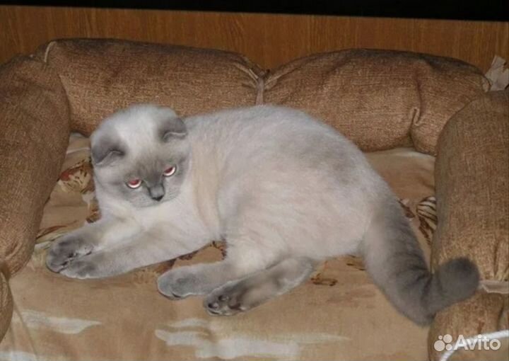 Шатланская кошка