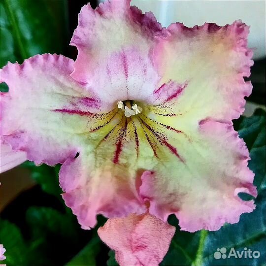 Стрептокарпус