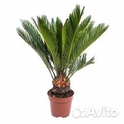 Растения для офиса