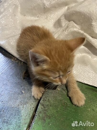 Котята в добрые руки