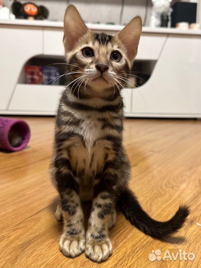 Бенгальская