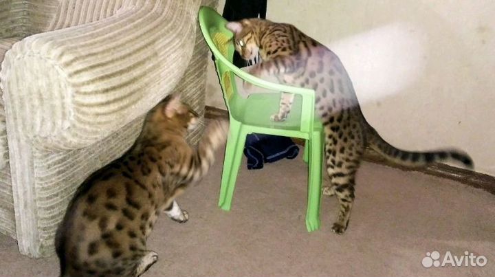 Передержка кошек