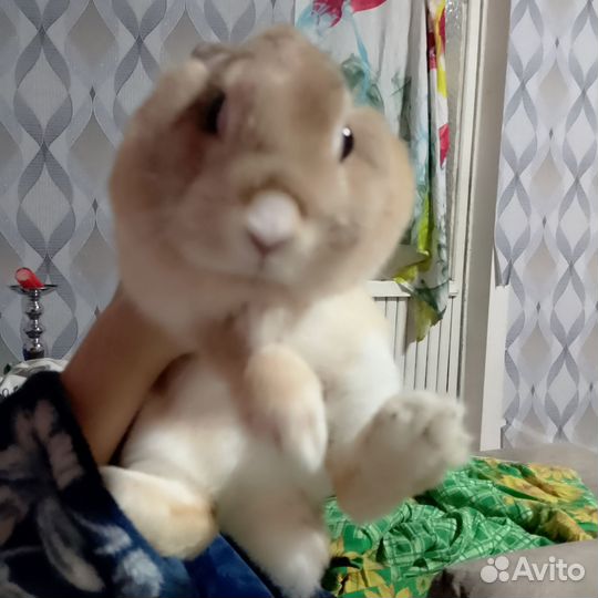 Декоративные кролики