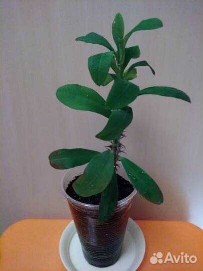 Комнатные растения