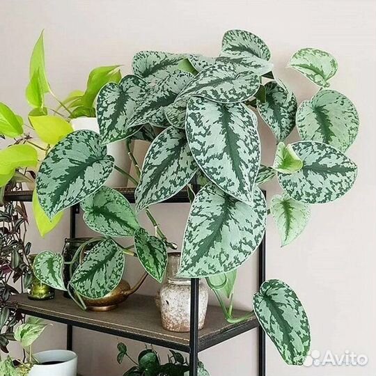 Сциндапсус