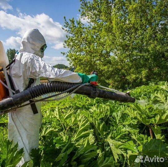 Уничтожение насекомых клопов тараканов Дезинфекция