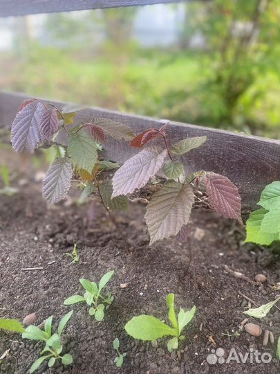 Саженцы фундук (лещина)