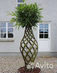 Бутылочное дерево из ивы