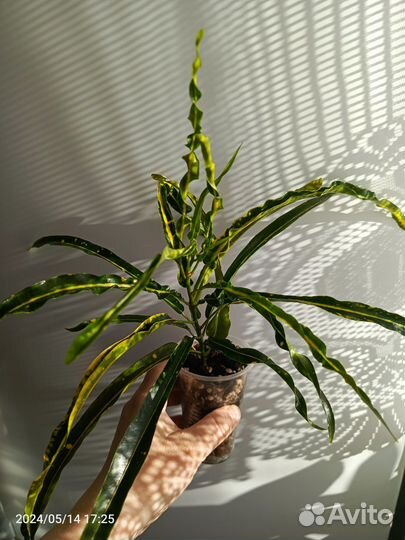 Кротон Твист