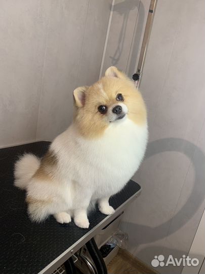 Стрижка собак Павловский посад