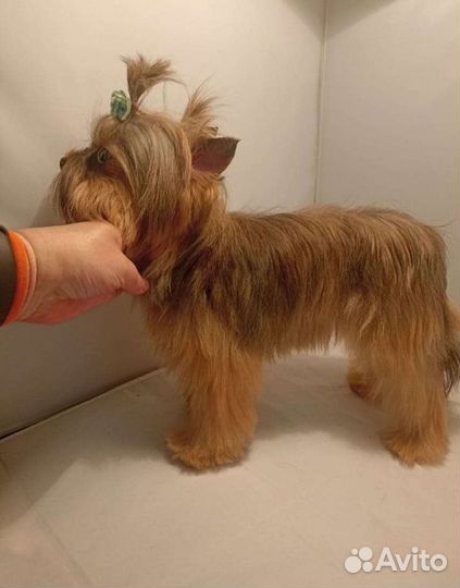 Йорк мини вязка