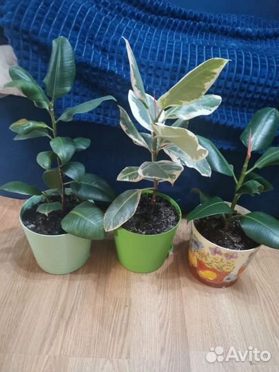 Домашние цветы