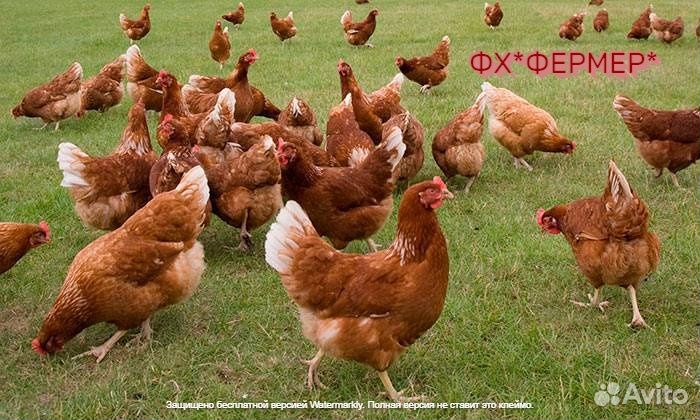 Куры молодки