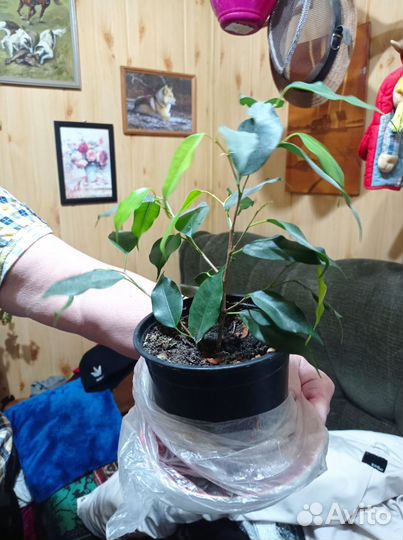 Фикус бенджамина